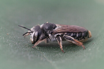 Closeup on a female Wood boring bee, Lithurgus chrysurus sitting on green leaf in the Gard, France