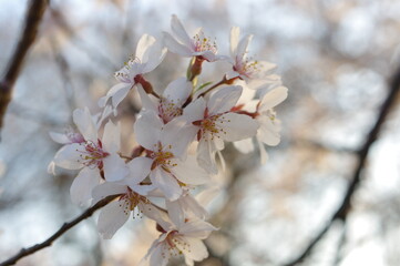 春の暖かい陽ざしに照らされた桜の花