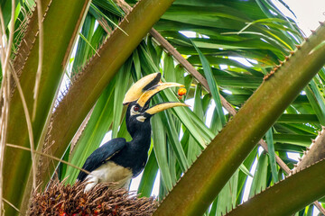 Oriental pied hornbill (Anthracoceros albirostris), Kaeng Krachan National Park in Thailand, Unesco World Heritage Site © Janos