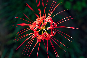 やすらぎの森の彼岸花
