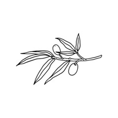 Olive tree branch with fruits and leaves black line vector illustration isolated.