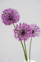 Beautiful bouquet of christoph onion inflorescences on a gray background