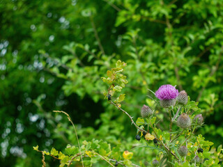 thorn flowers in the garden in Russia