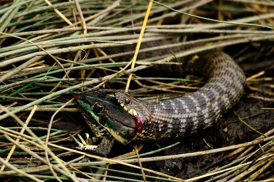 Natrix maura or viperine snake, eating a common frog.
