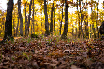 Obraz premium autumn in the forest
