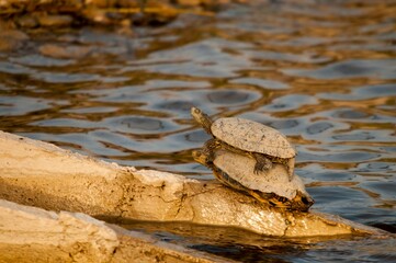 Mauremys leprosa or leprous galapago, reptile of the Geoemydidae family.