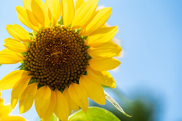 フラワーパーク