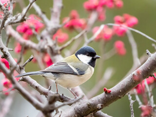 Obraz premium 春を感じる梅の季節 紅梅とシジュウカラ