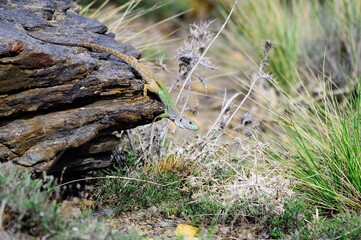 Timon lepidus or ocellated lizard, reptile of the Lacertidae family.