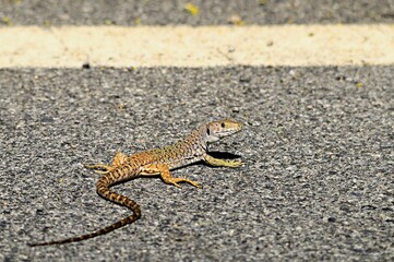 Timon lepidus or ocellated lizard, reptile of the Lacertidae family.