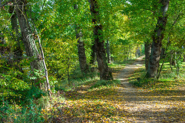 path in the park with trees and dry leaves