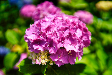 三光寺の紫陽花