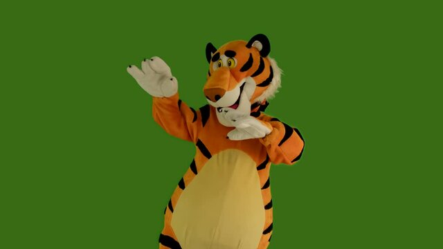 Man in tiger costume dances on green screen chromakey 4:2:2 10 bit. Symbol of 2022 New Year. Christmas sales and discounts concept. Growth doll shakes funny clothes. Calendar sign. Holidays fun