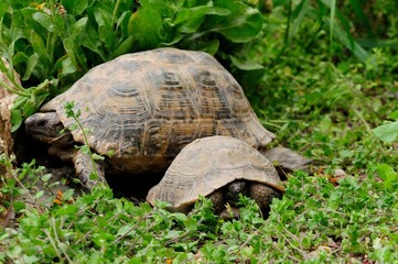 Testudo hermanni or Mediterranean tortoise, reptile of the Testudinidae family.