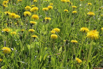 Dandelion (Taraxacum) field with grass. In sunny weather.