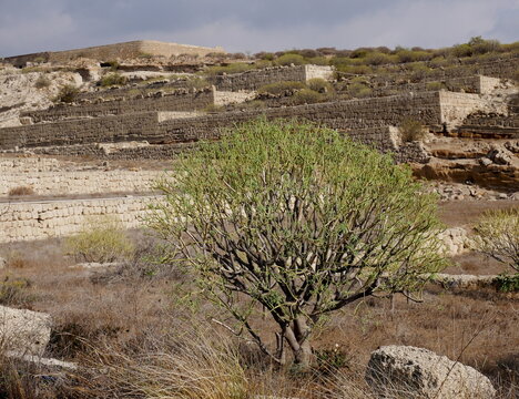 Tabaiba dulce y paisaje des&eacute;rtico