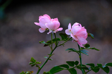 Naklejka na ściany i meble 雨降りの中のピンクの薔薇。花びらの水滴をマクロレンズで撮影。背景は暗くぼかして花を浮かび上がらせる