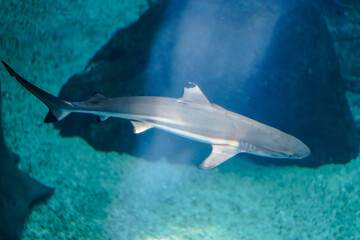 shark in aquarium