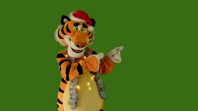Tiger in red hat and tinsel points with his paws at empty place for text on green screen chromakey 4:2:2 10 bit. Christmas sales and discounts concept. Copy space. Symbol of 2022 New Year. Growth doll