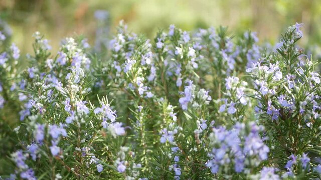 Rosemary salvia herb in garden, California USA. Springtime meadow romantic atmosphere, morning wind, delicate pure greenery of aromatic sage. Spring fresh garden or lea in soft focus. Flowers blossom.