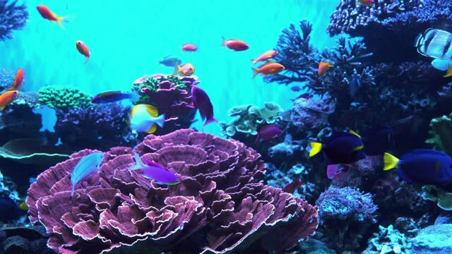 Underwater World fish swimming in aquarium UHD