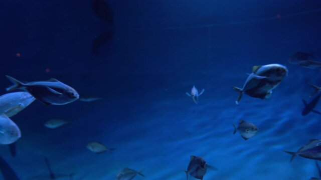 Underwater World fish swimming in aquarium UHD
