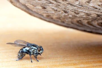 The fly sits on the floor, under the falling sole of the slippers