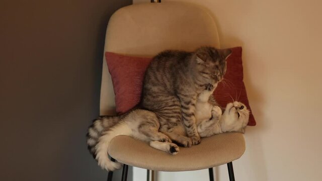 Persian cats having fun together on chair upstairs.