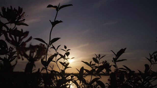 Sunset over Wadden sea in Texel island grass silhouette in foreground - handheld, Netherlands