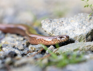 Snake (Anguis fragilis) crawling on a stone path in the forest, close up view.