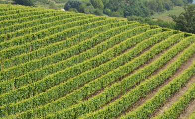 the vineyard is a plot of land dedicated to the monoculture of the vine. In the Langhe, the rows of vines draw beautiful drawings and geometries.
