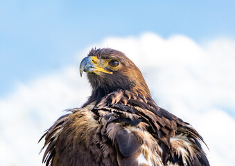 The portrait of The Golden Eagle (Aquila chrysaetos) on a blue background