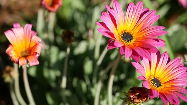 Daisy or marguerite colorful flowers, California USA. Aster or cape marigold multicolor purple violet bloom. Home gardening, american decorative ornamental houseplant, natural botanical atmosphere.