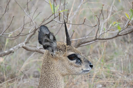 Side profile of a klipspringer antelope with only one horn.  Location: Kruger National Park, South Africa