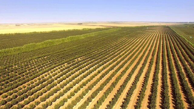 Hazelnut Plantation from the Air ; Aerial shot of a hazelnut plantation during harvest with a modern combine