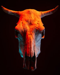 Image of menacing bull skull with color light on black background. Halloween holiday decoration concept image.