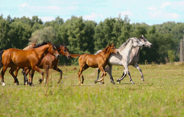 Obraz na płótnie Canvas Arabian horses herd in the field