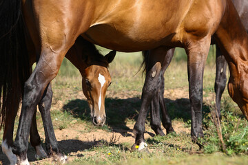Naklejka na ściany i meble Little foal with mother in the field