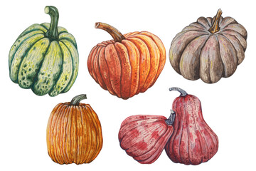Isolated pumpkins on a white background. A set of watercolor-colored pumpkins. Realistic hand-drawn illustrations of pumpkins. A set of green, orange, gray and red pumpkins.
