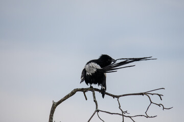 A pintailed whydah grooming his grooming his tail feathers while sitting on a branch.  Location: Kruger National Park, South Africa.