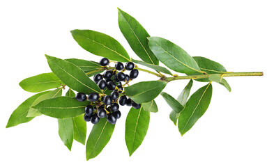 Branch of fresh bay laurel leaves and berries isolated on white background. With clipping path.