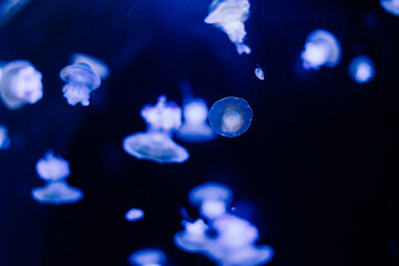 Jellyfish on a blue background from Aquarium in Prague.