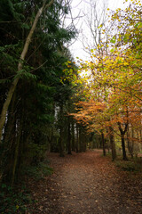 Obraz premium A path through the autumn woodland