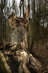 A decaying tree in the woodland recycling the nutriants