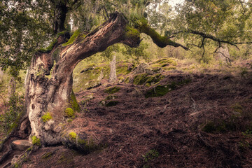 A twisted old tree covered in moss in the heart of the Tartagine forest in the Balagne region of Corsica