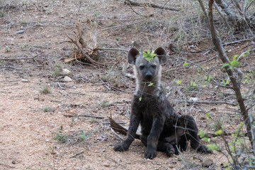 A spotted hyena cub - Crocuta crocuta  -  sitting outside his den. Location: Kruger National Park, South Africa