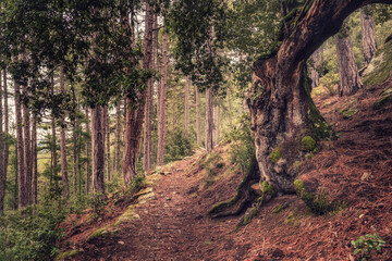A track leading past a twisted old tree and in between tall pine trees in the Tartagine forest in...