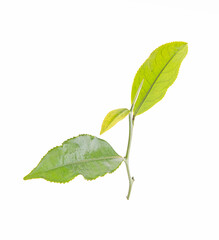 Naklejka na ściany i meble fresh green tea leaves on a white,isolated