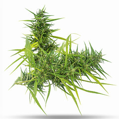 fresh cannabis indica on white background,isolated