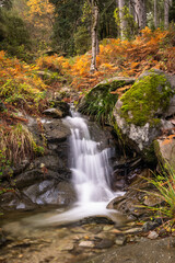 Fototapeta na wymiar Long exposure image of a small stream cascading between colourful autumn ferns, trees and rocks in the Tartagine forest in the Balagne region of Corsica